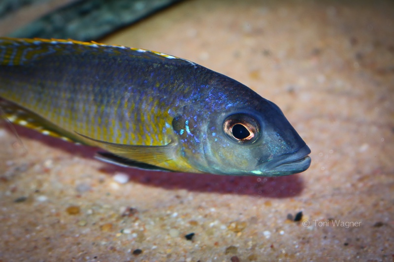 Stigmatochromis sp. 'pleurospilus mdoka' Mdoka